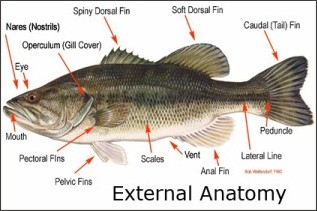 Fish Anatomy http://myfwc.com/fishing/freshwater/fishing-tips/anatomy/