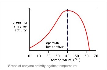 http://www.bbc.co.uk/schools/gcsebitesize/science/add_aqa/proteins/proteinsrev3.shtml